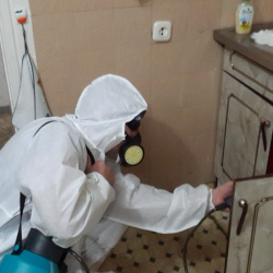 Дезинфекция от муравьев в квартире Площадь Мужества метро Спб